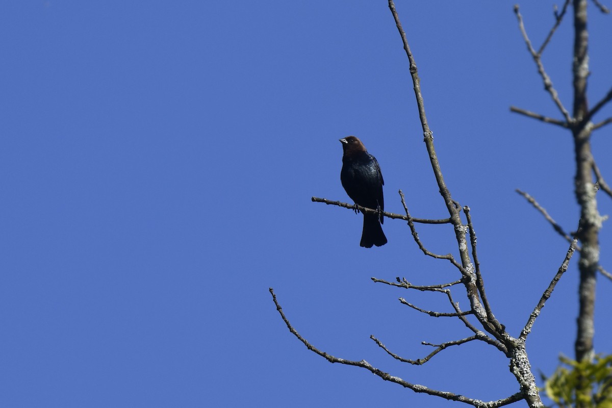 Brown-headed Cowbird - ML619899390