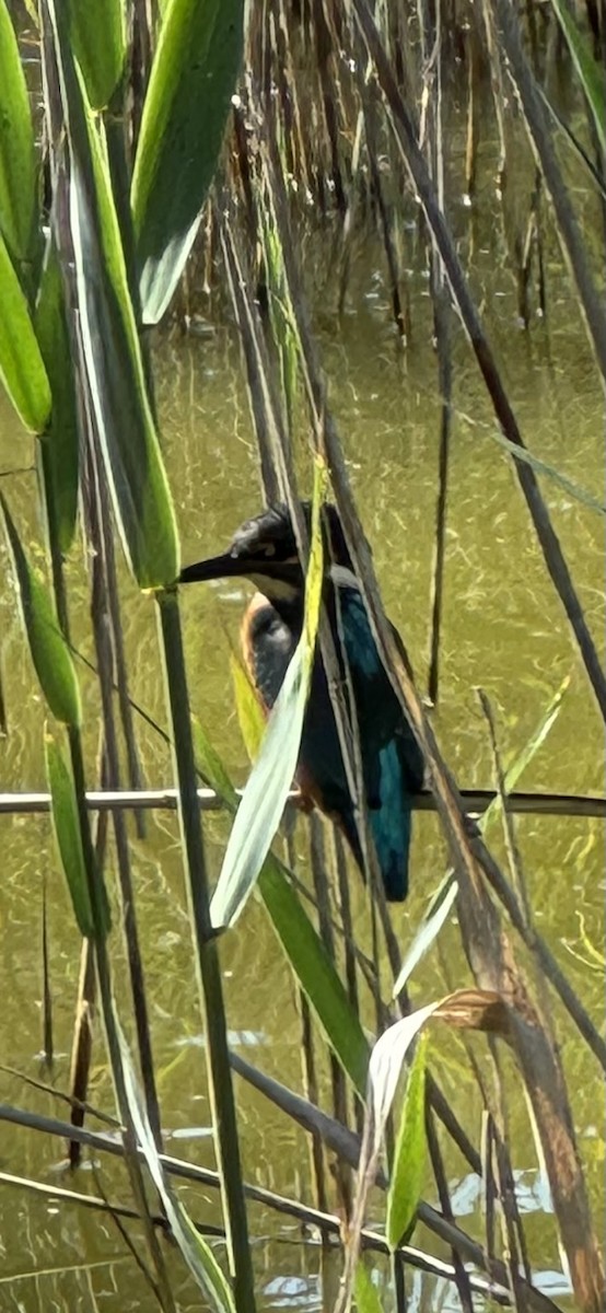 Common Kingfisher - ML619899394
