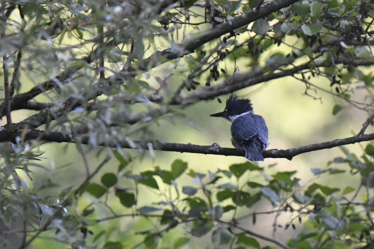 Belted Kingfisher - ML619899408