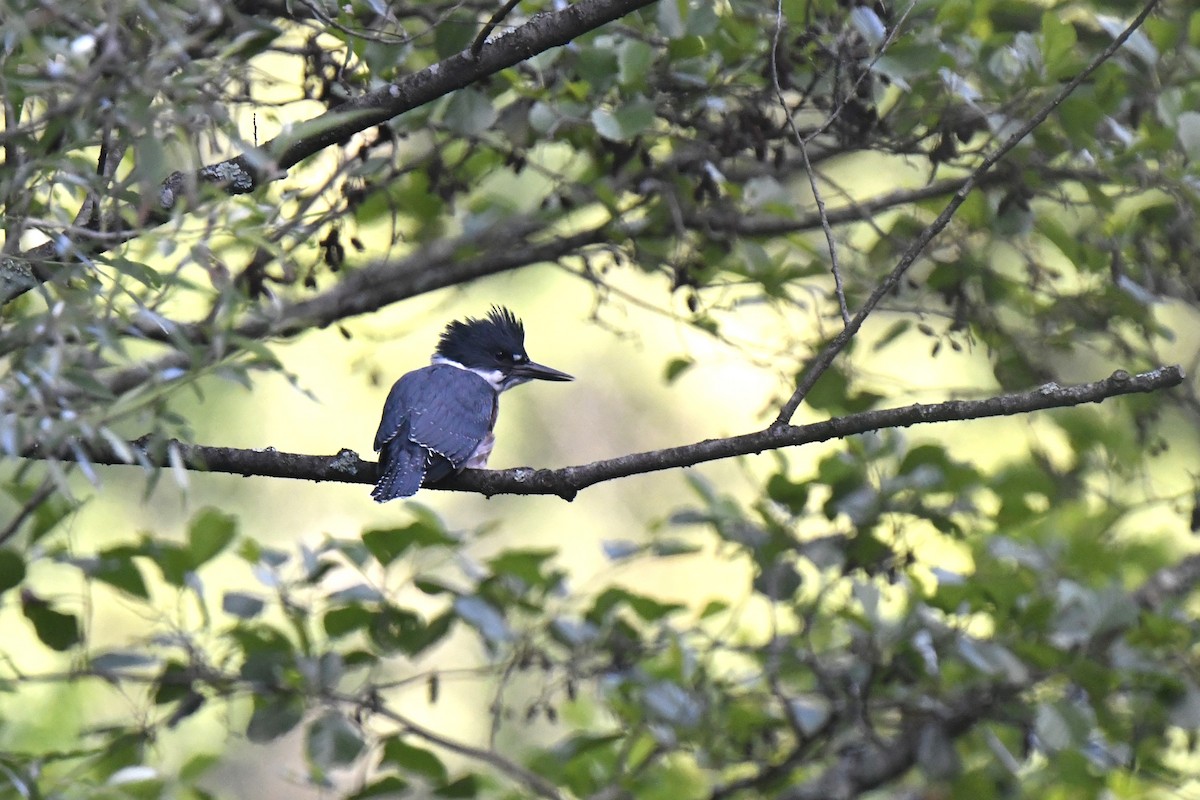 Belted Kingfisher - ML619899419