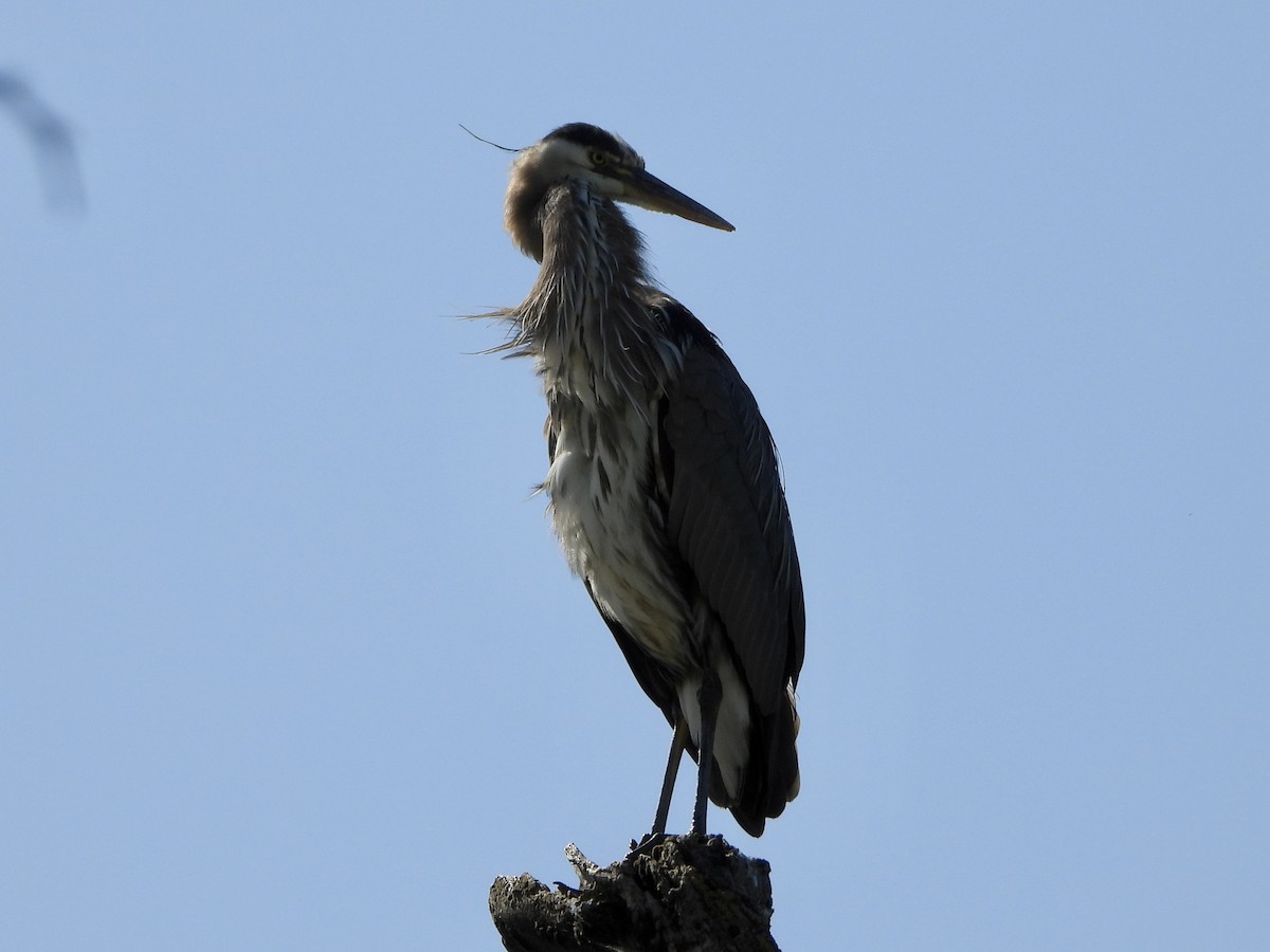 Great Blue Heron - ML619899432