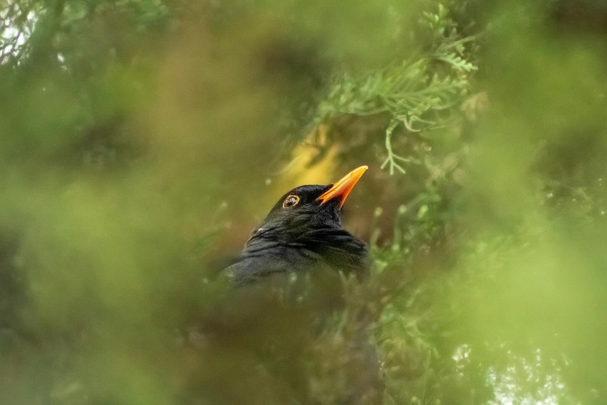 Eurasian Blackbird - ML619899455