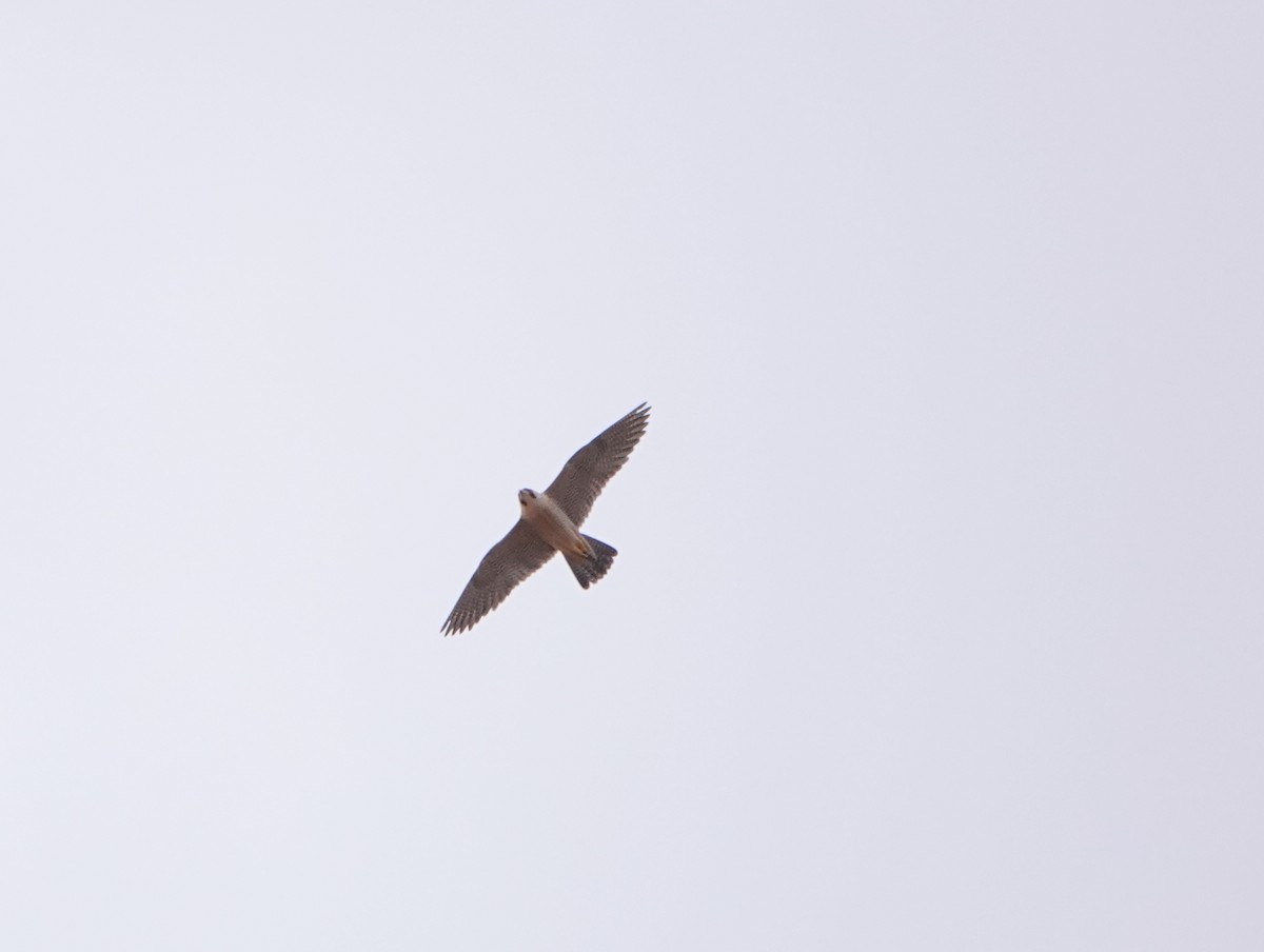 Peregrine Falcon (Barbary) - ML619899456