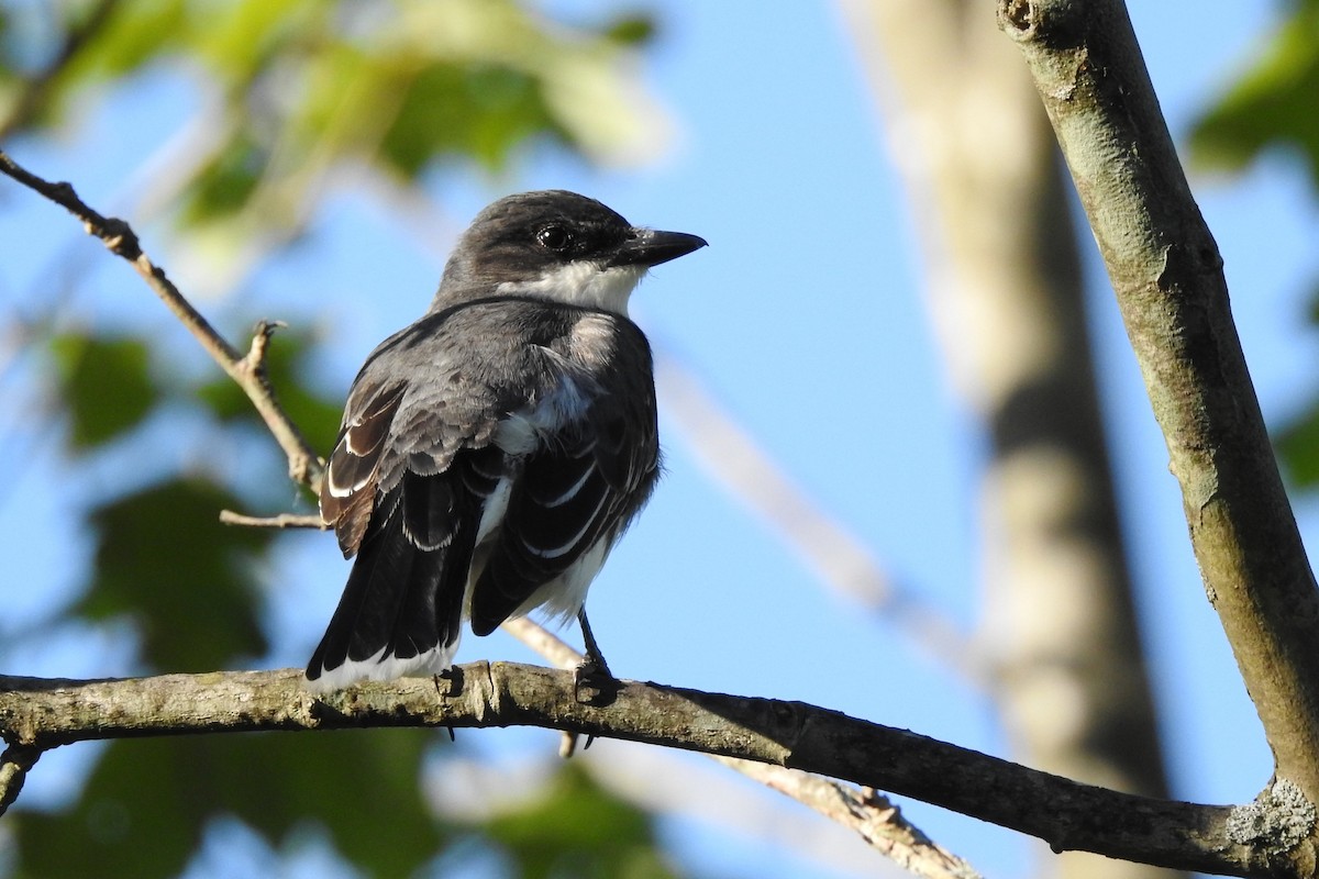 Eastern Kingbird - ML619899457