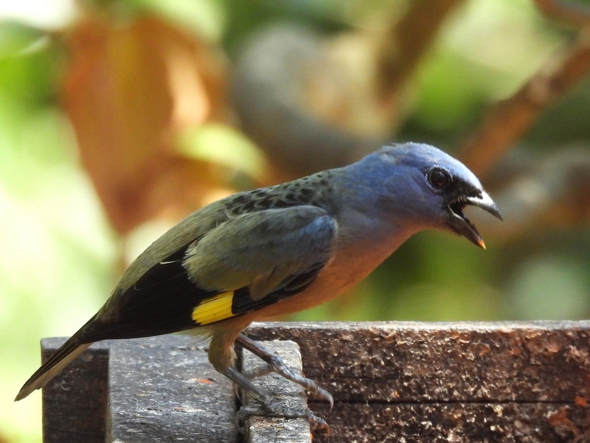 Yellow-winged Tanager - ML619899461