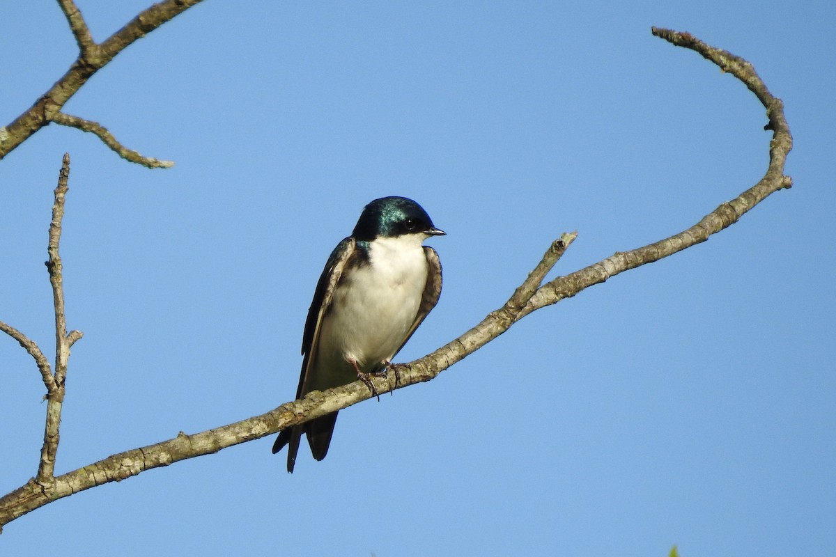 Tree Swallow - ML619899462