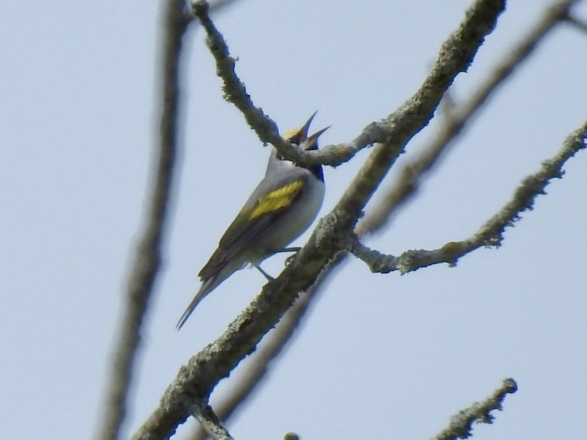 Golden-winged Warbler - ML619899473