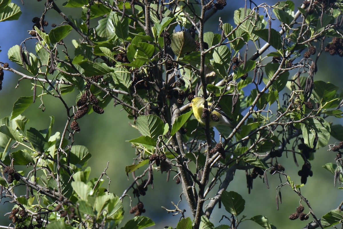 American Goldfinch - ML619899474