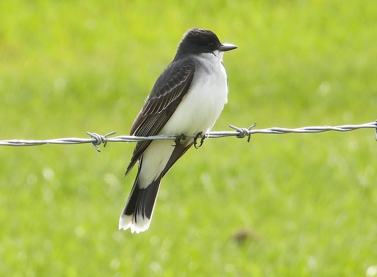 Eastern Kingbird - ML619899484