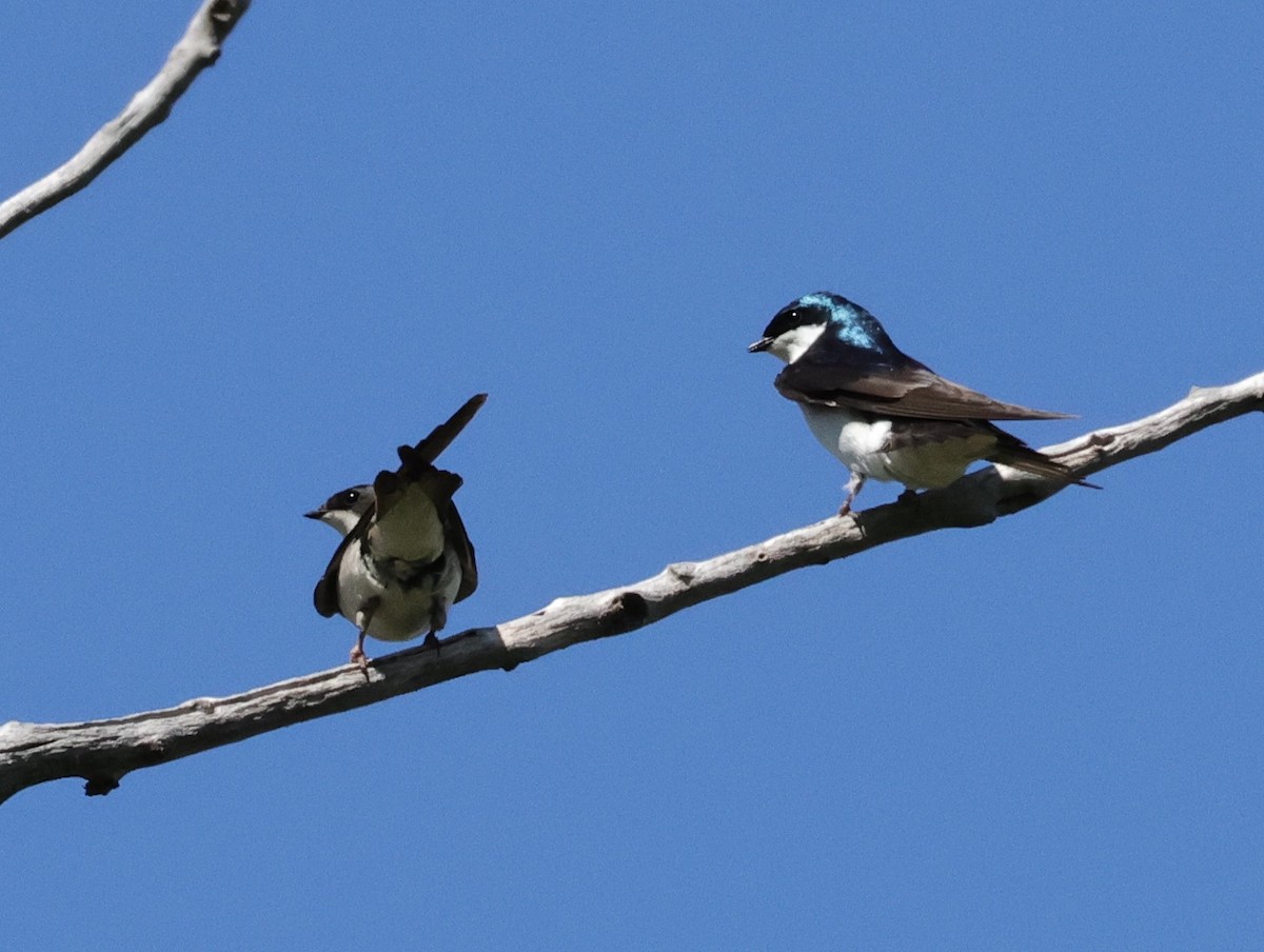 Tree Swallow - ML619899486