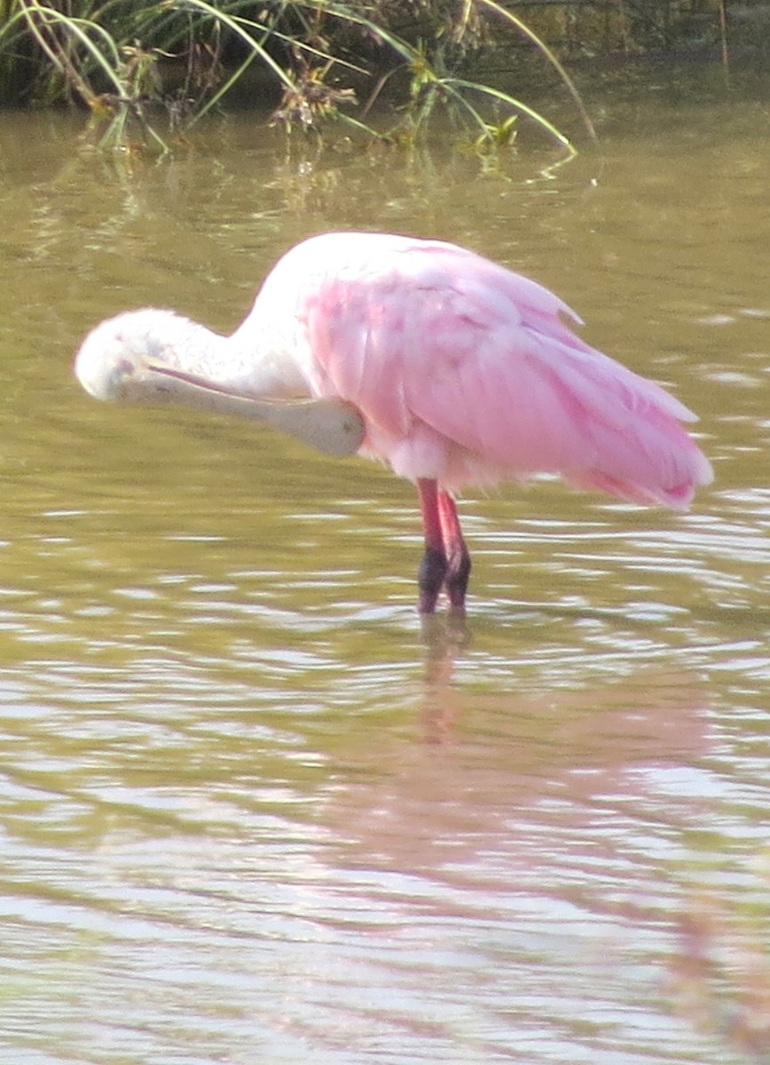 Roseate Spoonbill - ML619899506