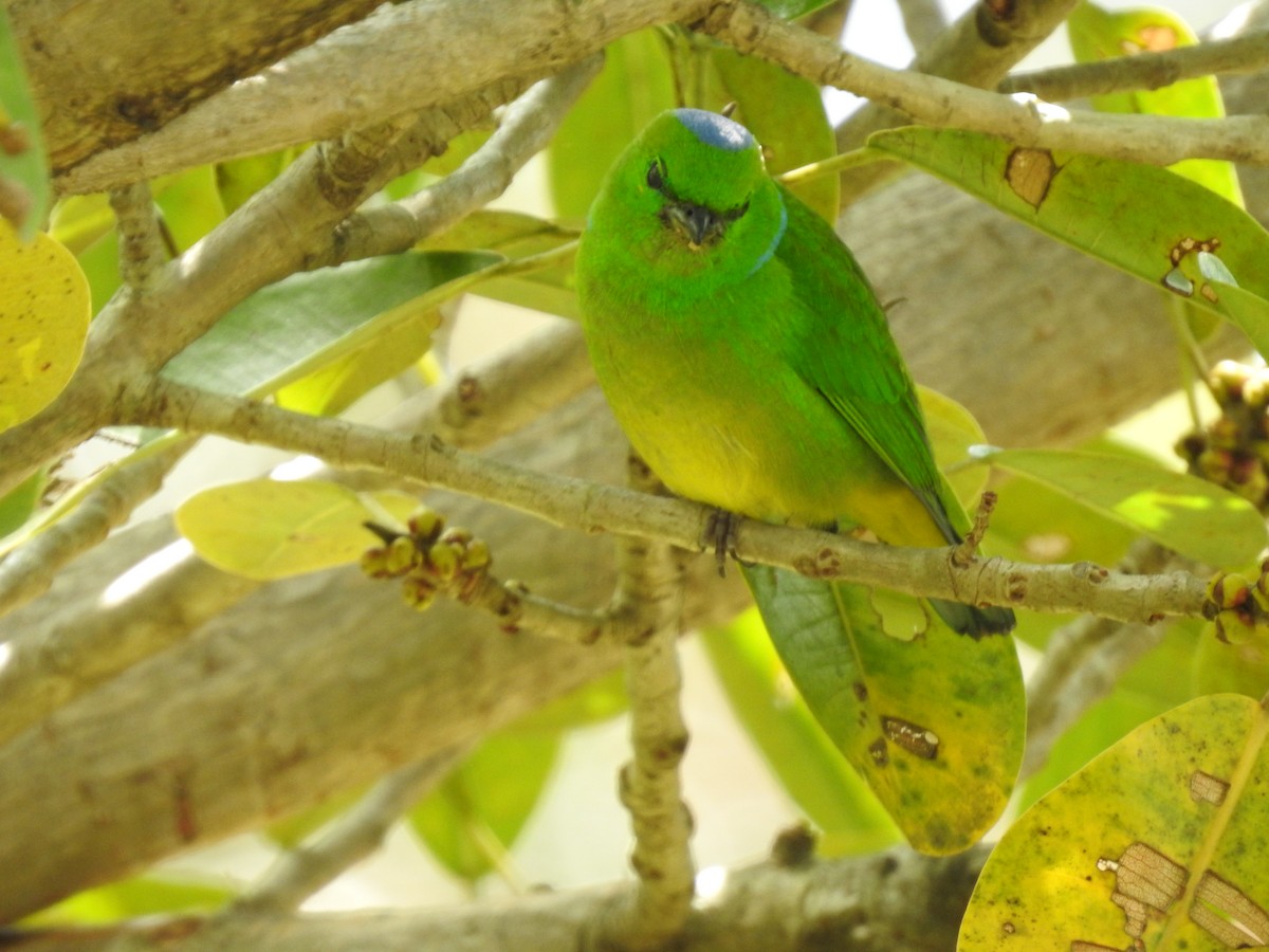 Golden-browed Chlorophonia - ML619899508