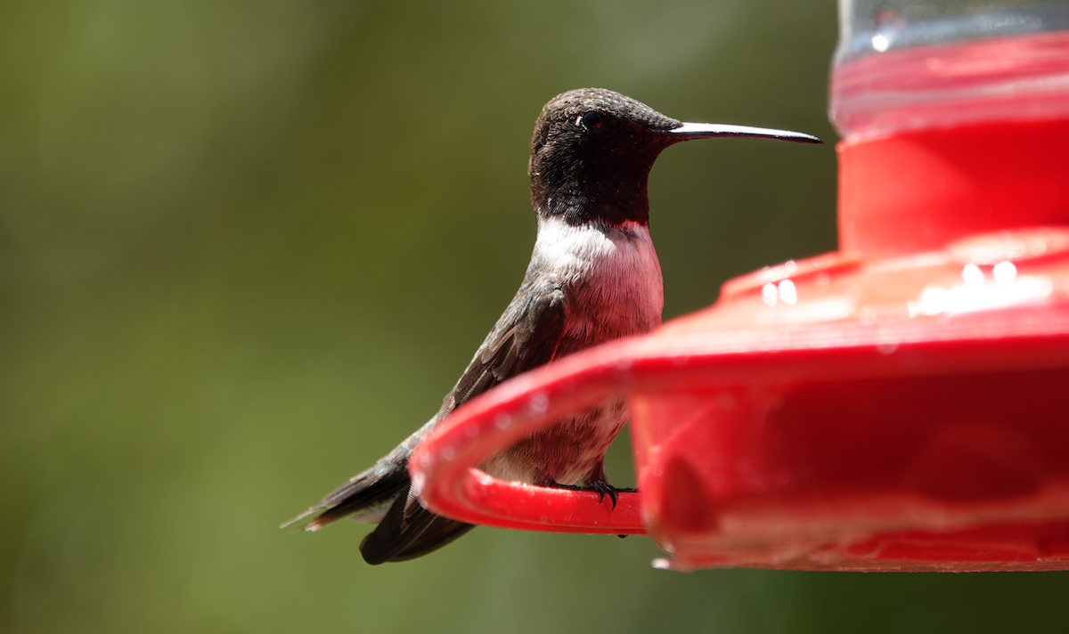 Black-chinned Hummingbird - ML619899513