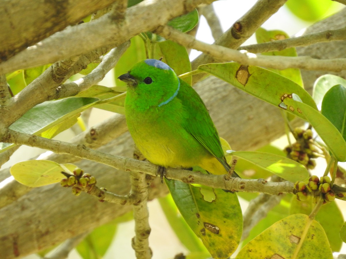 Golden-browed Chlorophonia - ML619899516