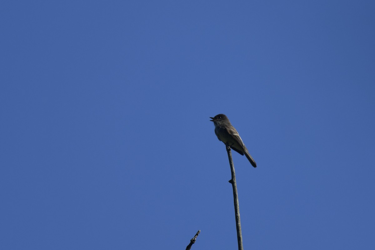 Eastern Phoebe - ML619899521