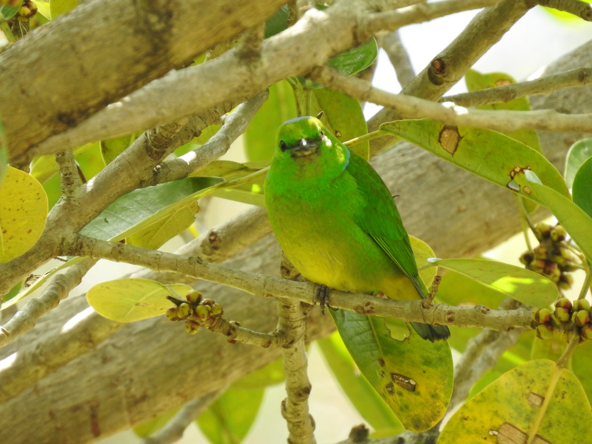 Golden-browed Chlorophonia - ML619899522