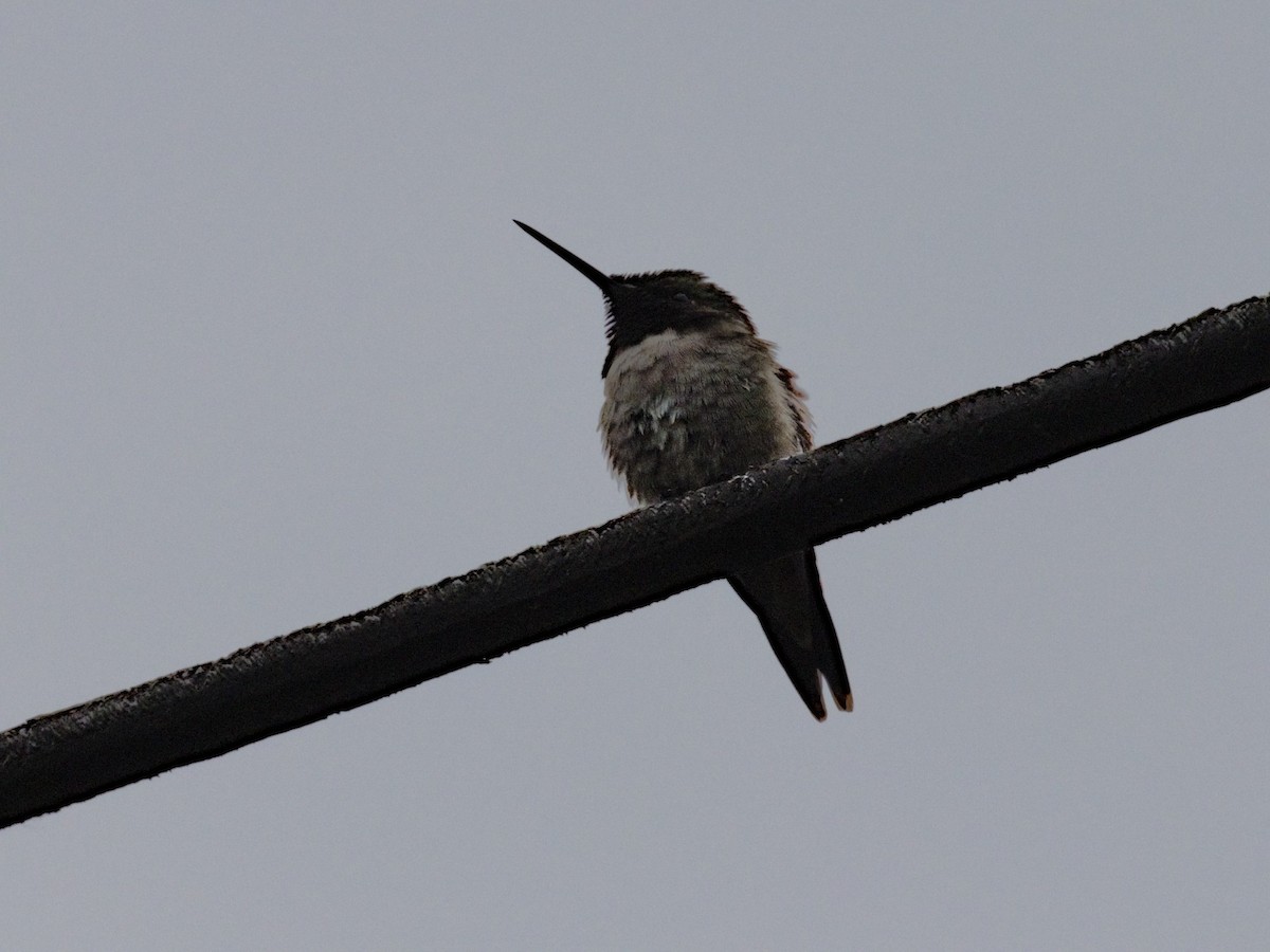 Ruby-throated Hummingbird - ML619899532