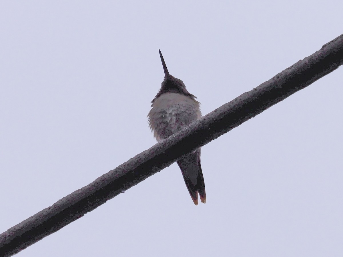 Ruby-throated Hummingbird - ML619899534
