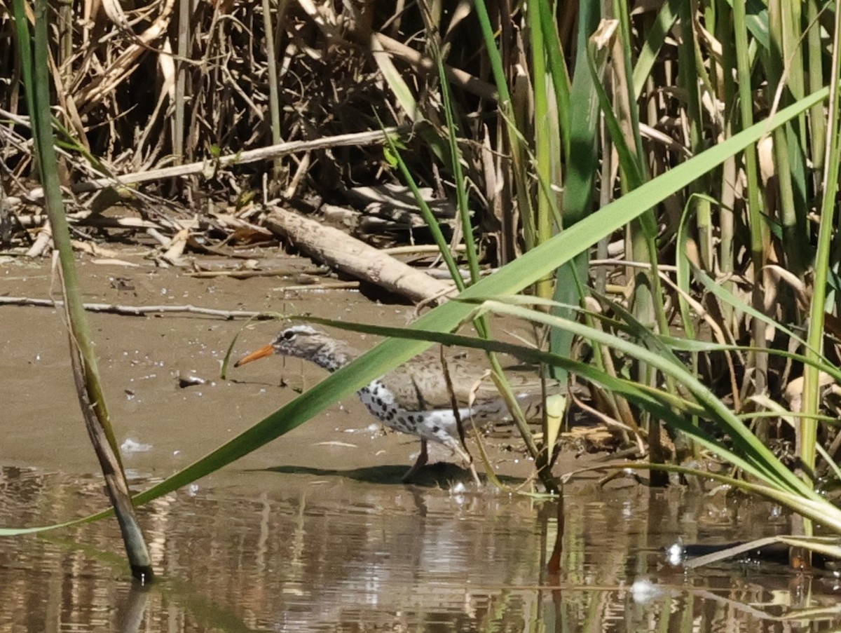 Spotted Sandpiper - ML619899548