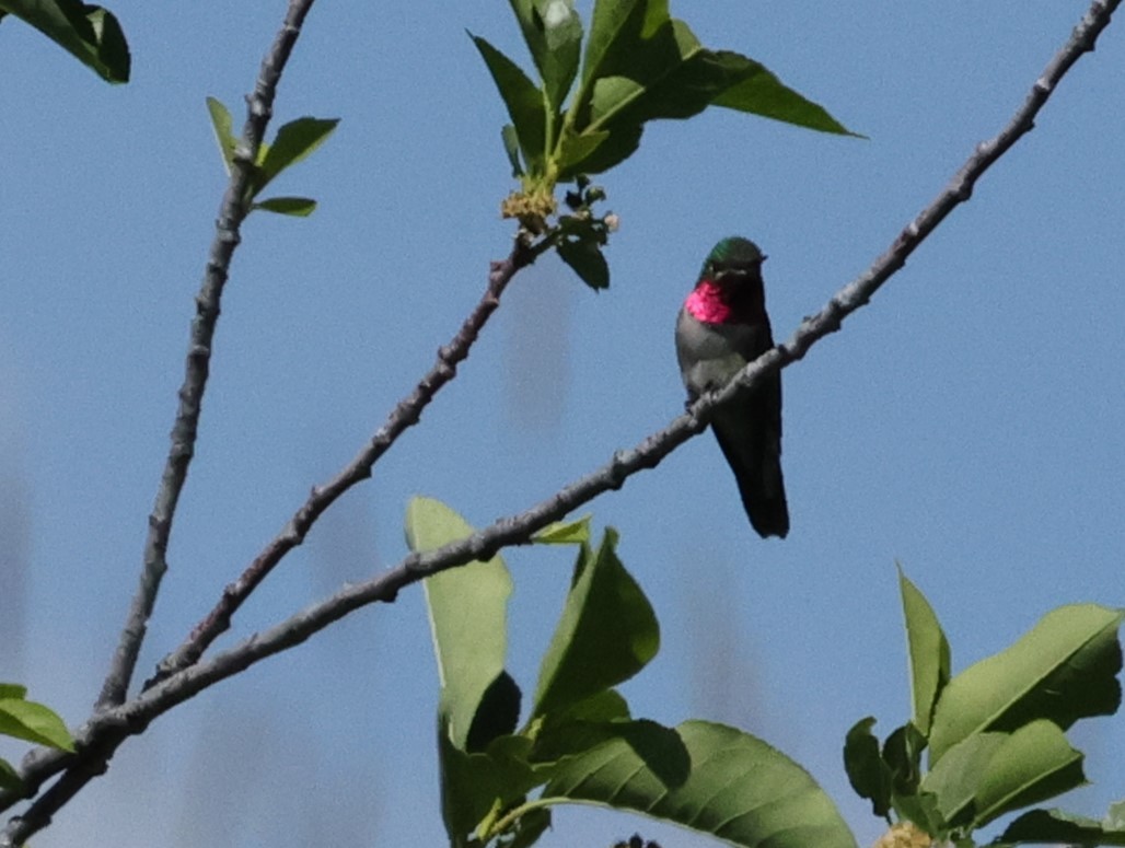 Broad-tailed Hummingbird - ML619899555