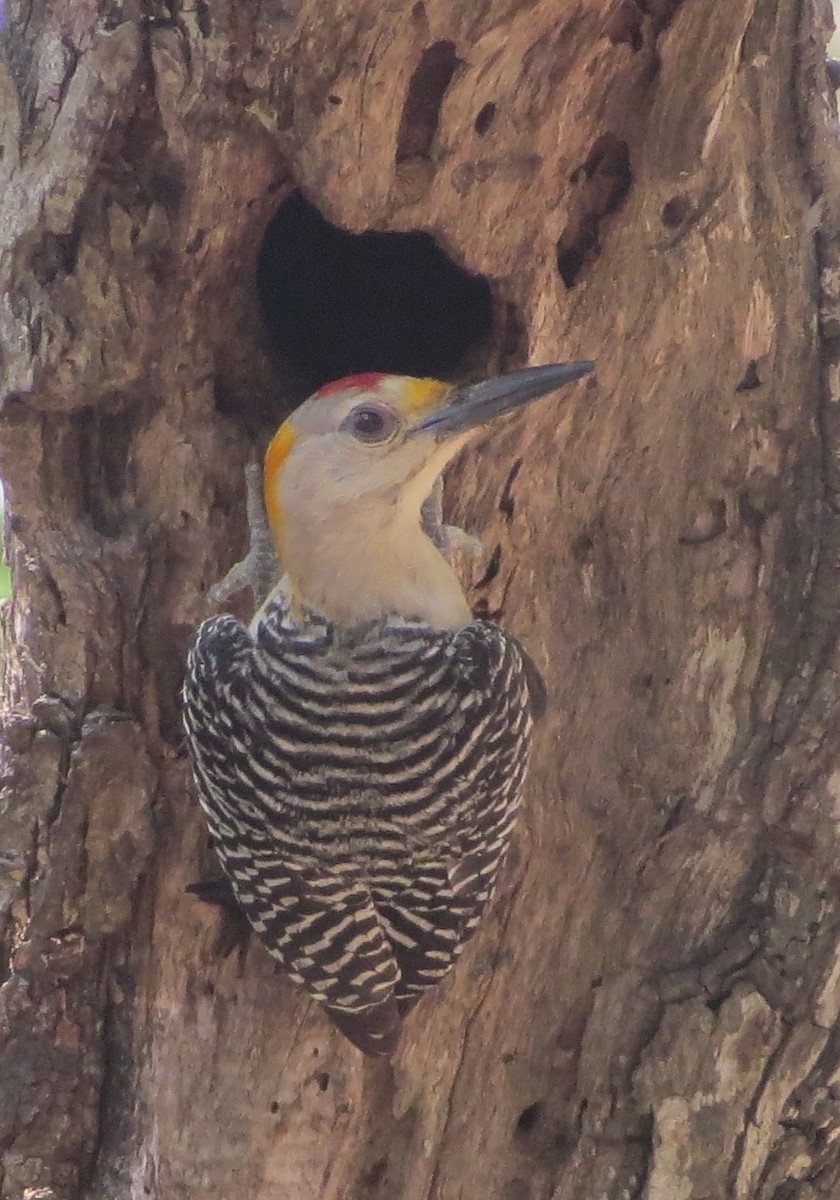 Golden-fronted Woodpecker - ML619899558