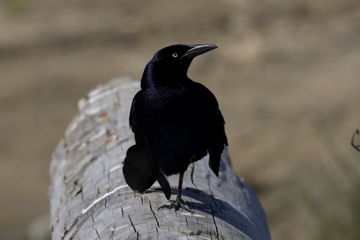 Great-tailed Grackle - ML619899567