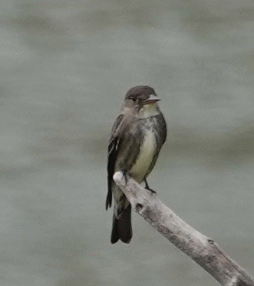 Olive-sided Flycatcher - Donna Franke