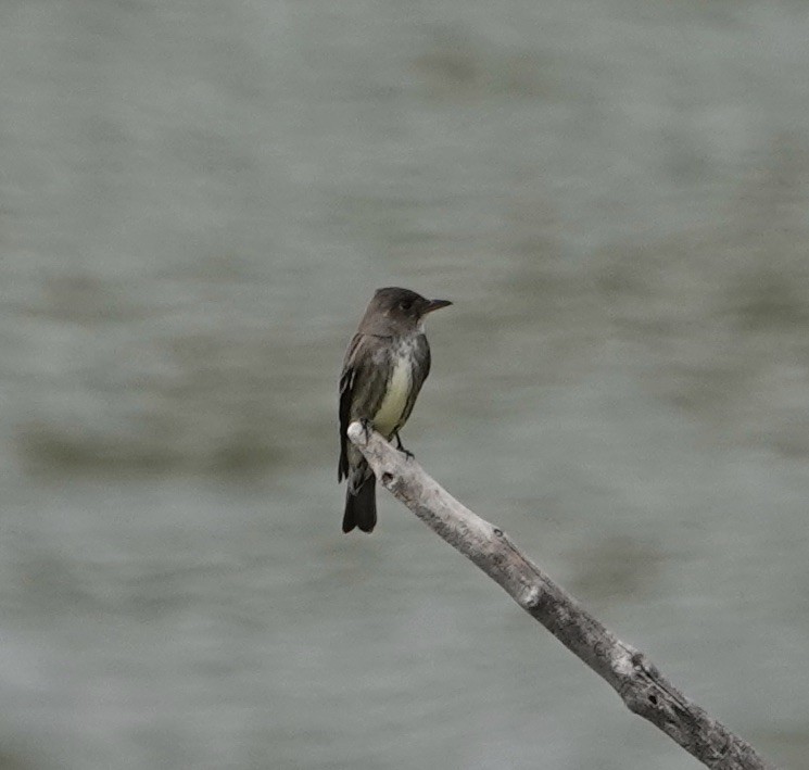 Olive-sided Flycatcher - Donna Franke