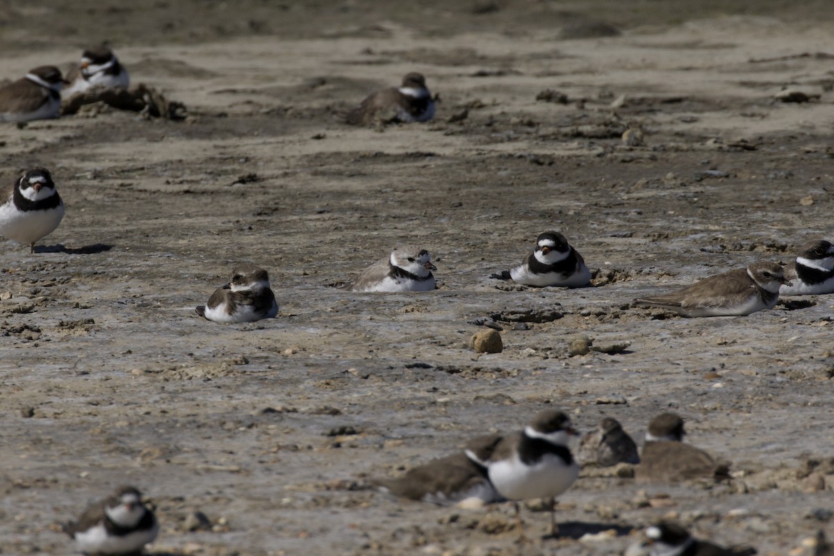Piping Plover - ML619899573
