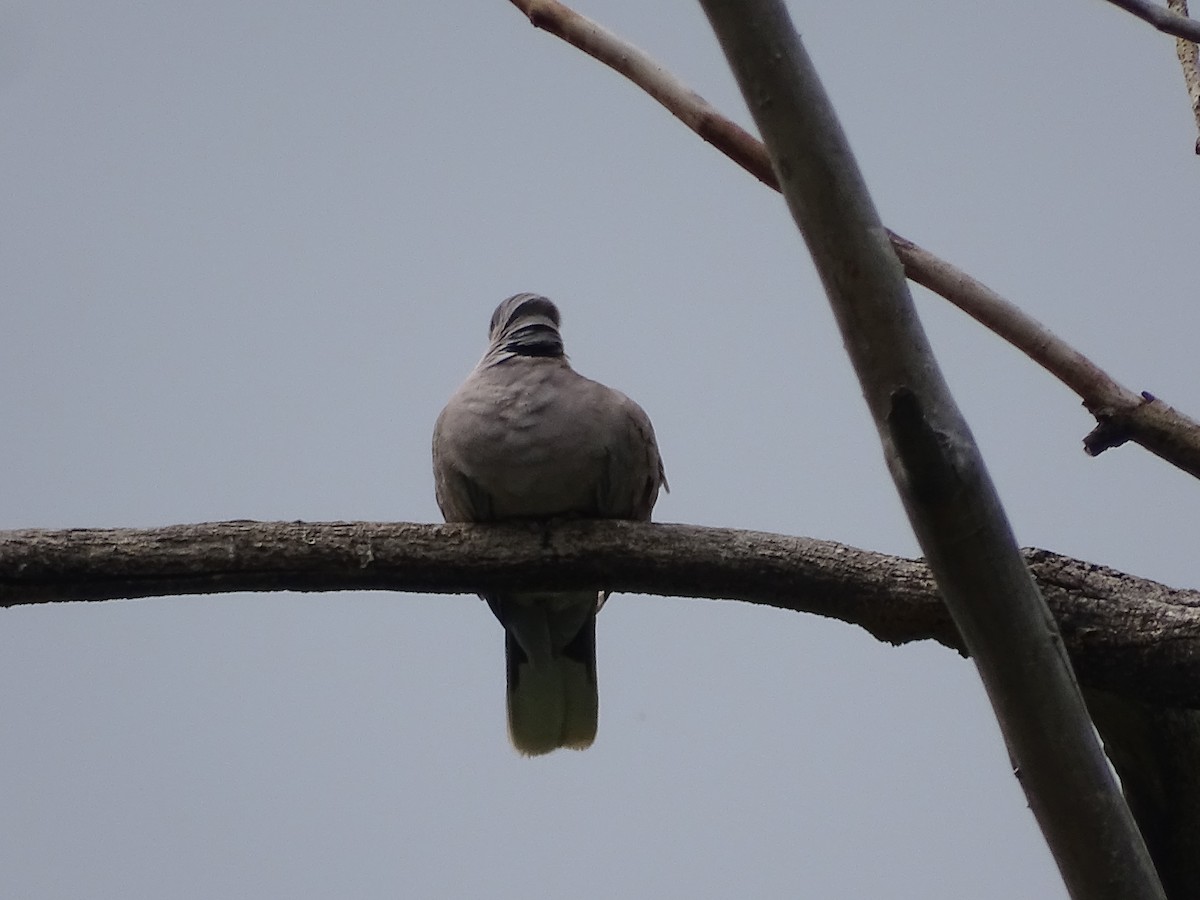 Eurasian Collared-Dove - ML619899574