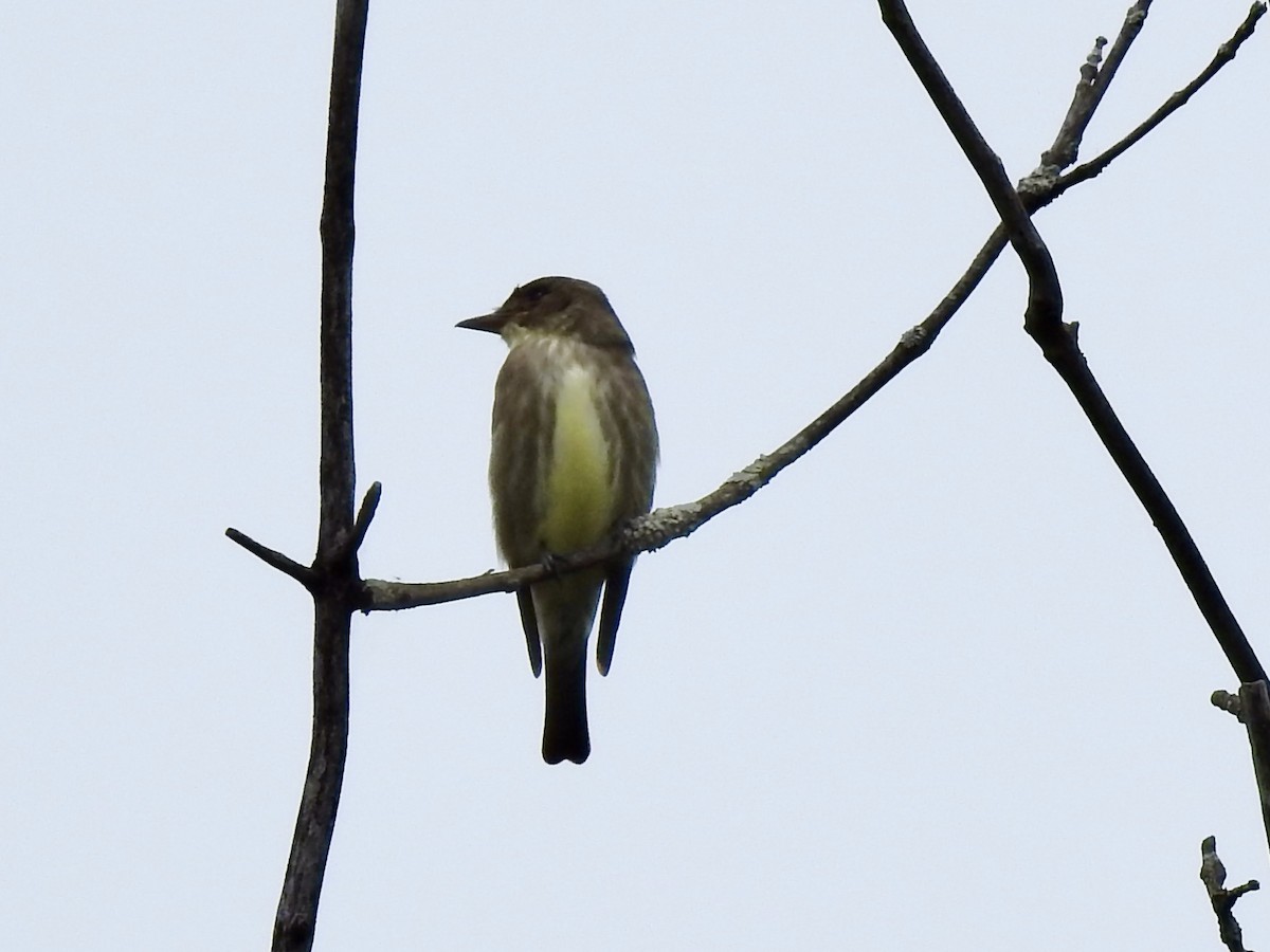 Olive-sided Flycatcher - ML619899578