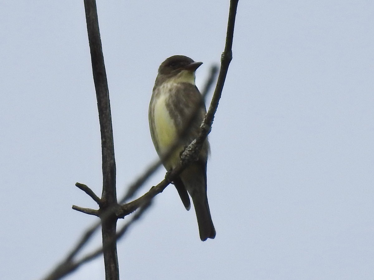 Olive-sided Flycatcher - ML619899580