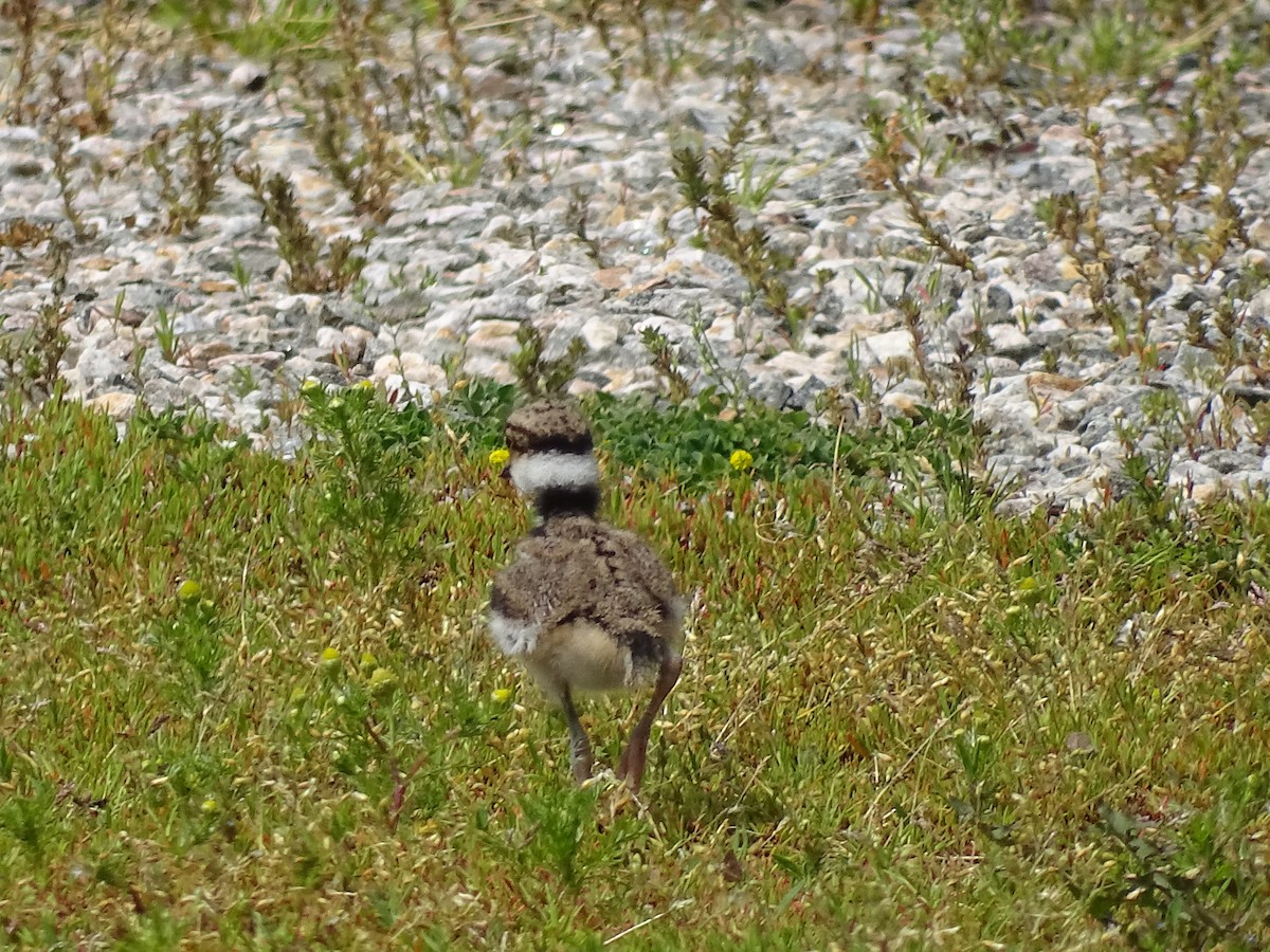 Killdeer - ML619899584