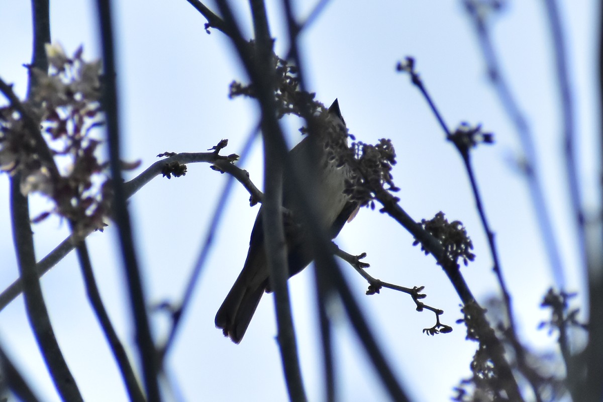 Piratic Flycatcher - ML619899587