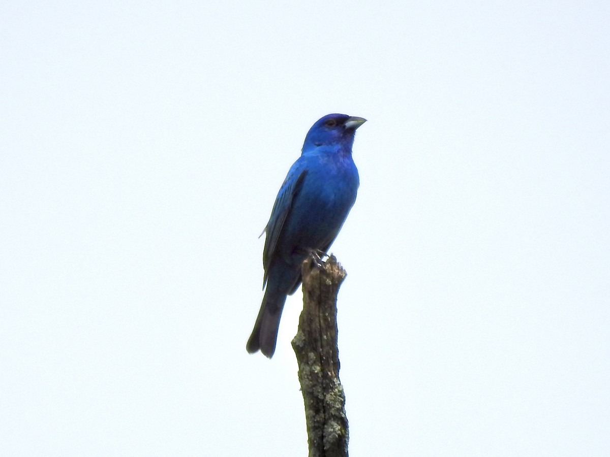 Indigo Bunting - ML619899591