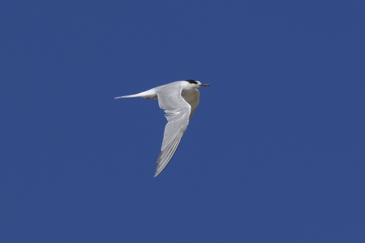 Common Tern - ML619899593