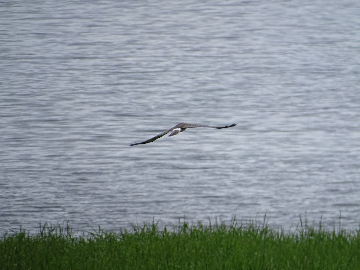 Northern Harrier - ML619899606