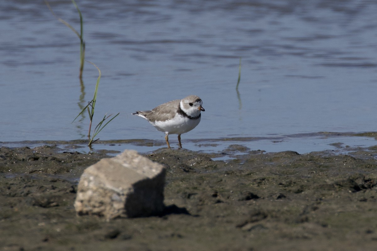 Piping Plover - ML619899611