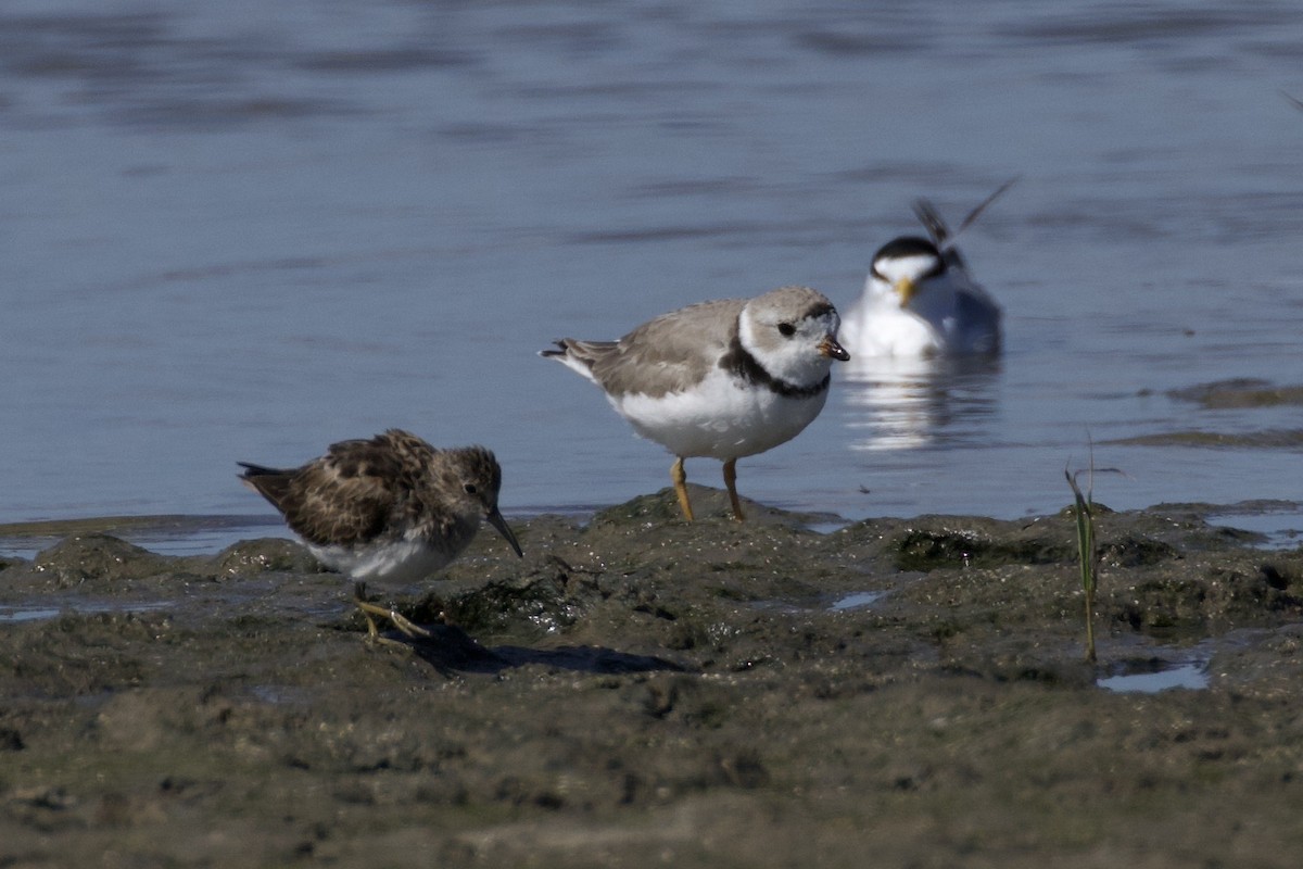 Piping Plover - ML619899612