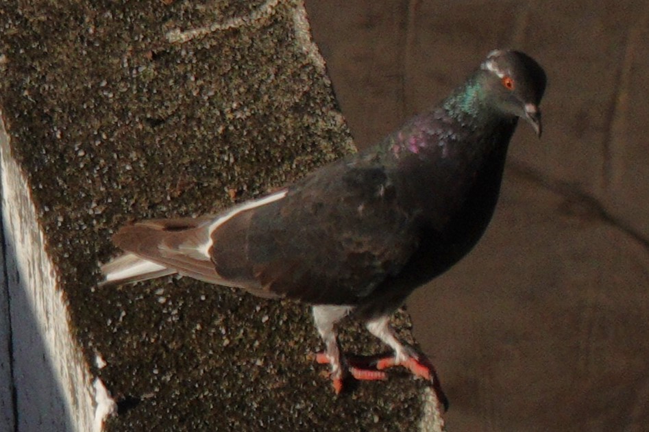Rock Pigeon (Feral Pigeon) - ML619899631