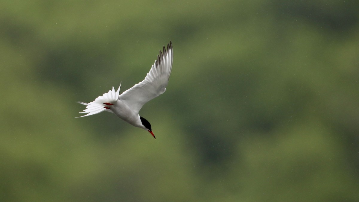 Common Tern - ML619899638