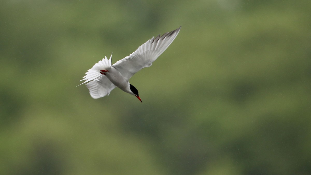 Common Tern - ML619899639