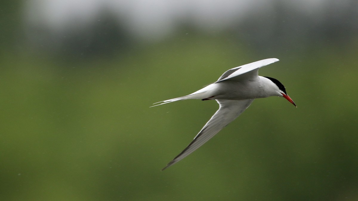 Common Tern - ML619899640