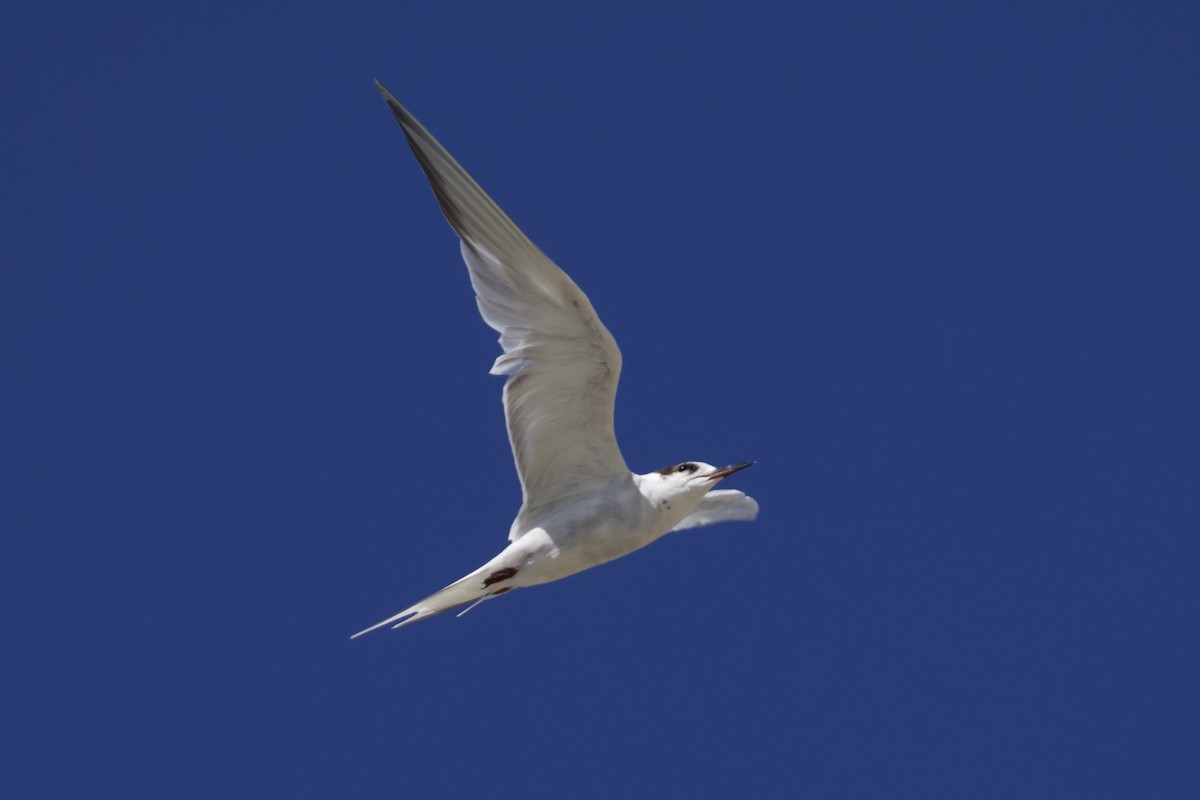 Common Tern - ML619899643