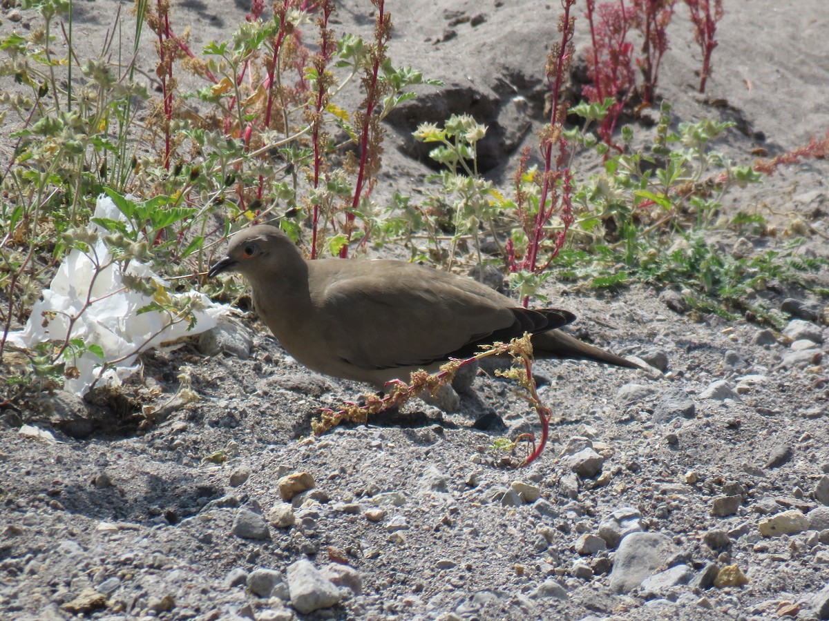 Black-winged Ground Dove - ML619899673