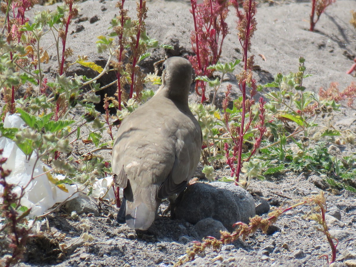 Black-winged Ground Dove - ML619899674