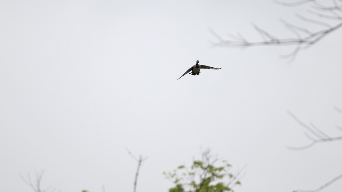 Hooded Merganser - ML619899681