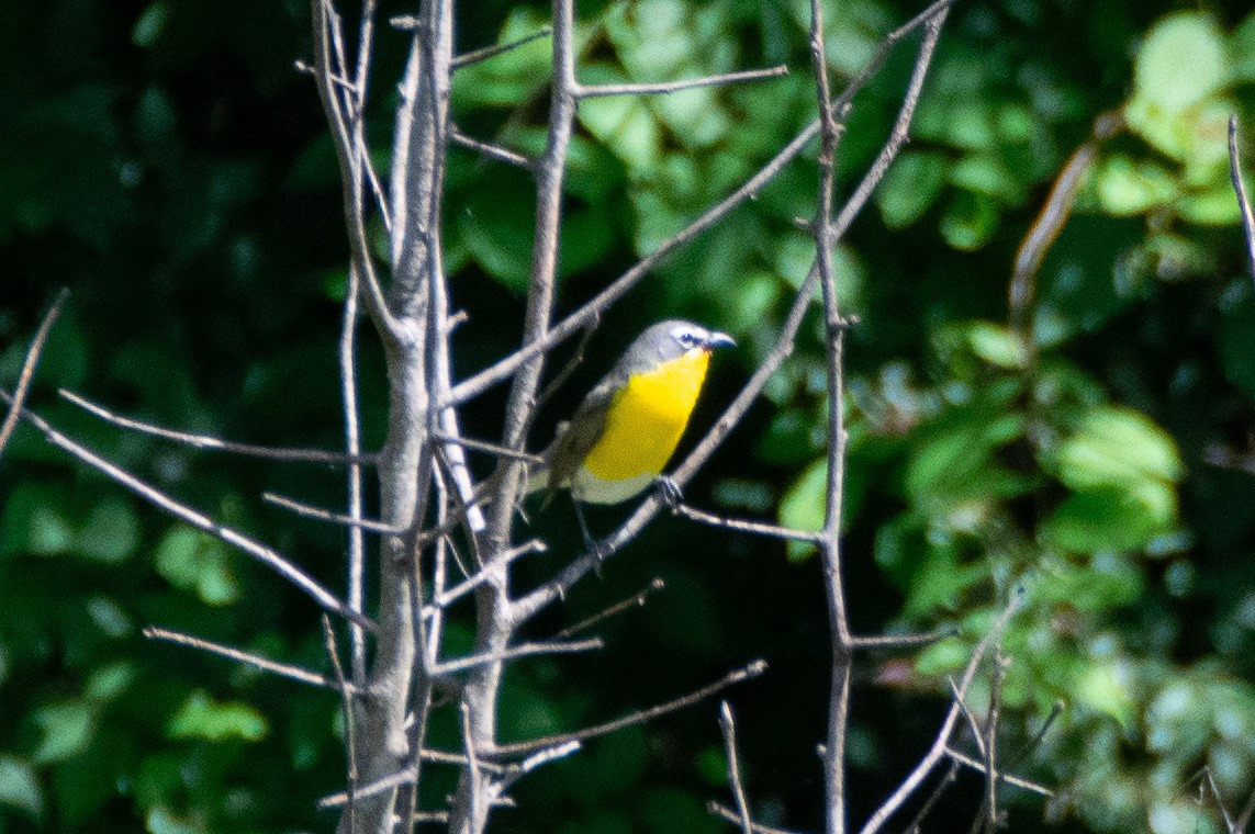 Yellow-breasted Chat - ML619899684