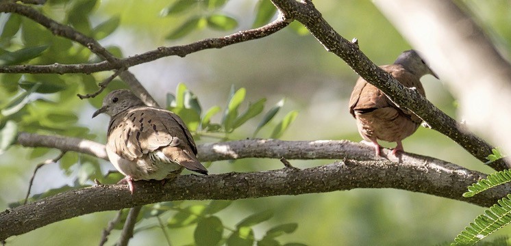 Ruddy Ground Dove - ML619899687