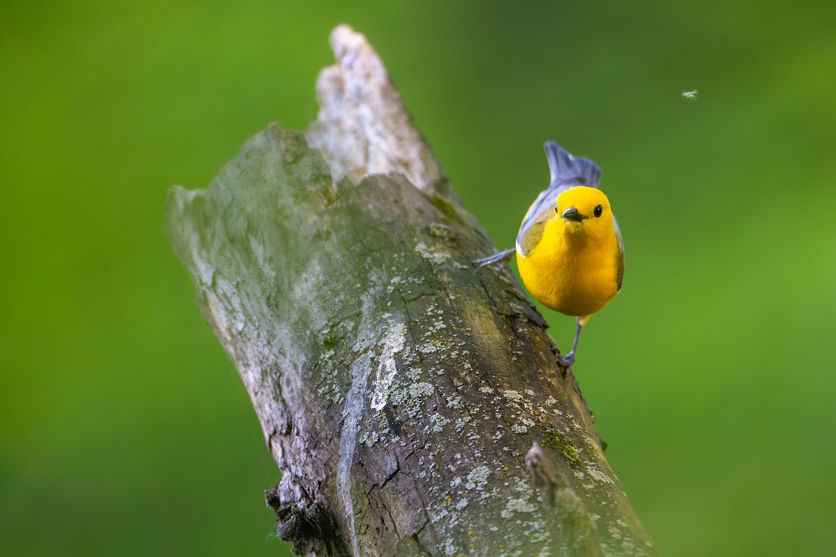 Prothonotary Warbler - ML619899697